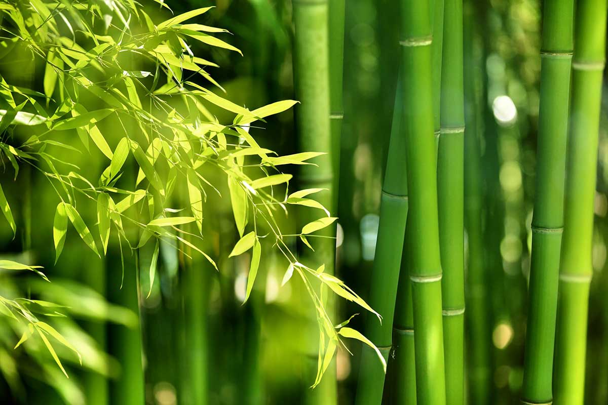 Bamboo World